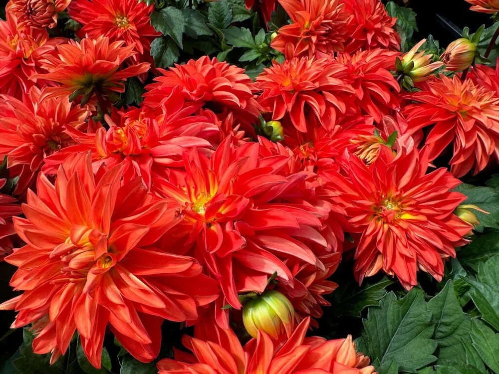 Dahlia 'Hypnotica Orange' (Hypnotica Orange Dahlia) — Northwest Blooms